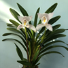 Cymbidium wadae  Tokai City x self